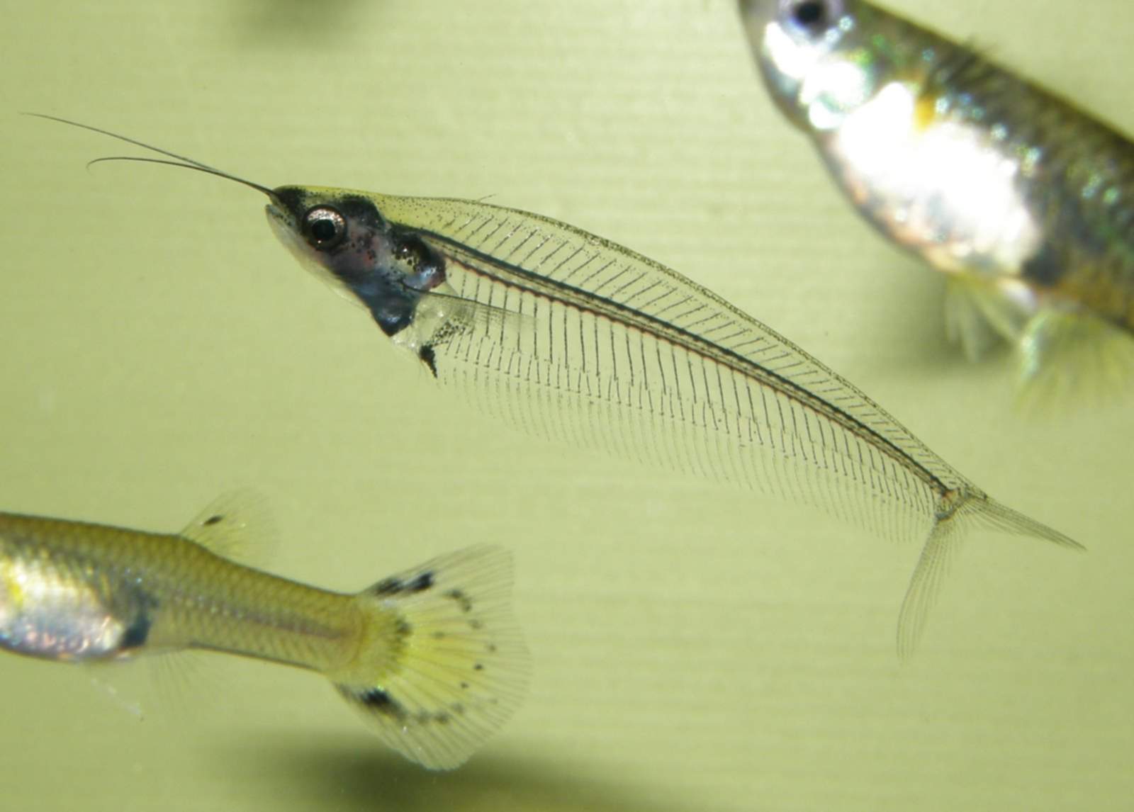 bicirrhis